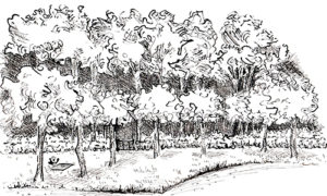 Tegning af plæneområdet til begravelser ved Skjoldbjerg kirke.